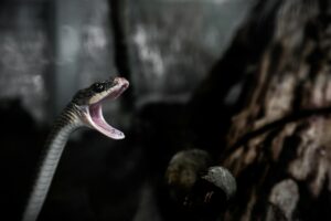 grey and brown snake opening mouth