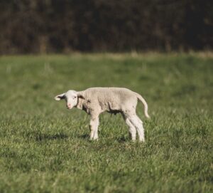 lamb on green grass